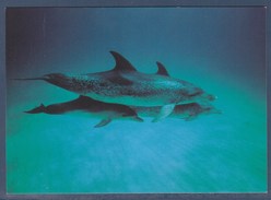 = Dauphins, Musée Océanographique Monaco, Carte-postale - Delfines