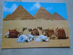 D148287 Egypt - Pyramids Giza -Prayers - Camels - La Priere Pres Des Pyramides- Chameaux - Pyramides