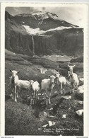 Suisse Ziegen Im Geltental Bei Gstaad Wildhora 3264 M , Chèvres - AR Appenzell Ausserrhoden