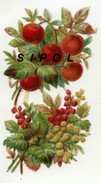 Fleurs Et Fruits ( Cerises ) Dos Propre Papier Gaufré Début 1900 - Fleurs