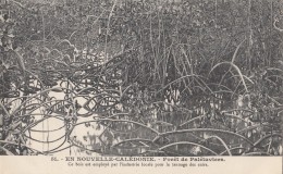 Océanie - Nouvelle-Calédonie - Précurseur - Forêt De Palétuviers - Tannage Cuir - N° 60 - Nouvelle-Calédonie