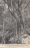 Océanie - Nouvelle-Calédonie - Précurseur - Forêt Vierge Lianes - N° 54 - Nieuw-Caledonië
