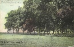 Louisiana Pecan Grove (1930s) - Autres & Non Classés