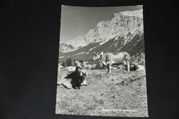 933- Weidende Kùhe Bei Ehrwald Tirol - Vaches