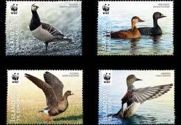 ISLANDE 2011- Faune Oiseaux , Canards - 4v Neuf*** (MNH SET) - Nuovi