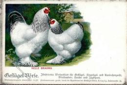 Huhn Helle Brahma Künstlerkarte I-II - Non Classificati