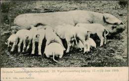 Schwein Wanderausstellung Leipzig 1909 I-II Cochon - Ohne Zuordnung