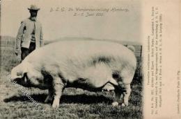 Schwein Wanderausstellung Hamburg 1910 I-II Cochon - Non Classés