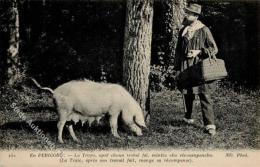 Schwein Perigord Frankreich Trüffelschwein I-II Cochon - Non Classés