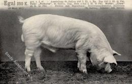 Schwein Ausstellung St. Gallen Schweiz 1914 I-II Expo Cochon - Non Classés