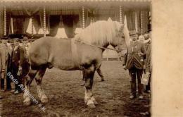 Pferd Wanderausstellung Kassel  1911 I-II - Chevaux