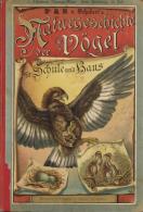 Buch Naturgeschichte Der Vögel Vorwort Prof. Dr. Schubert 1886 Verlag J. F. Schreiber Mit 195 Kolorierten Abbildung - Non Classificati