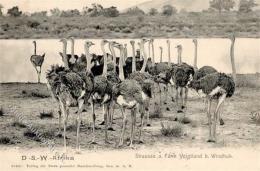 Kolonien Deutsch-Südwestafrika Straussenfarm RS Stpl. Bethanien 6.2.06 Ansichtskarte  I-II Colonies - Ohne Zuordnung