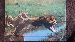 CPSM LION LIONNE AFRICAN WILDLIFE FAUNE SAUVAGE AFRICAINE - Lions