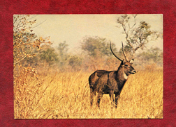 Waterbuck Mâle (Kobus De Fassa) - Haute-Volta - Parc National De L'ARLI - Burkina Faso