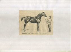 CHEBOURG , UN DES MEILLEURS ETALONS DE L'ADMINISTRATION DES HARAS  . REPRO FIN XIXeS. DECOUPEE ET COLLEE SUR PAPIER . - Hipismo