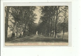 Ruines De L'Abbaye De Cambron-Casteau - L'Allée Des Tilleuls - Brugelette