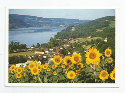 38 Isère - Paladru Fleurs Tournesols Et Son Lac - Paladru