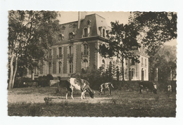 91 Essonne - Brétigny Sur Orge - Pensionnat De Passy Vue Sud Ouest Vaches Style Carte Photo - Bretigny Sur Orge