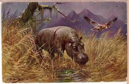 Vintage Art Postcard Artist M Muller Hippopotamus SWSB Edition - Hippopotamuses