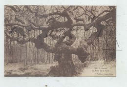 Verzy (51) : GP D'un Arbre Dit "Le Faux De La Forêt" En 1910  PF. - Verzy