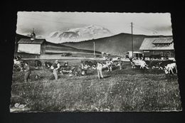 396- Col Des Aravis - Kühe