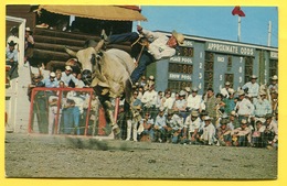 Calgary Stampede -  Brahma Bull Riding - Franked With Stamp Calgary Stampede Horse Ridding. Canada - Calgary