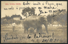 Phua Victoria Porteña (elephant Mother And Her Calf In The Buenos Aires Zoo), Editor "La Casa De Las... - Argentine