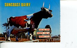 (715) Australia - QLD - Suncoast Dairy Big Cow - Sunshine Coast