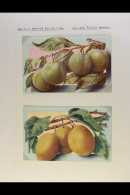 1924-25 CHIVERS ADVERTISING FRUITS POSTCARDS. British Empire Exhibition - Unused Coloured Picture Postcards Of... - Altri & Non Classificati