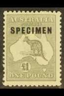 1923-24 £1 Grey Kangaroo With SPECIMEN Overprint, SG 75a, Fine Mint, Light Stain On Back. For More Images,... - Other & Unclassified