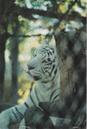 TIGER – Norway Postcard To Portugal With Christmas Stamps - Tiger