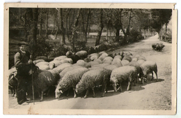 Delcampe - CPA  BERGER DES PYRENEES ET SON TROUPEAU DE MOUTONS - Bauern