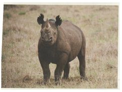 (911) WWF Rhinoceros - Rinoceronte
