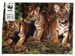 (911) WWF Tiger Cubs - Tigers