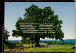 Odenwald - Gedicht Es Steht Ein Baum Im Odenwald - Odenwald