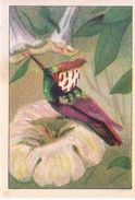 SWITZERLAND - NESTLE 'S PICTURE STAMP / CARD / LABEL - HONEY EATING BIRDS - Publicitaires