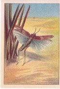 SWITZERLAND - NESTLE 'S PICTURE STAMP / CARD / LABEL - GRASSHOPPERS AND CRICKETS - Publicitaires