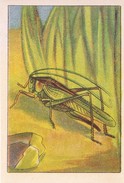 SWITZERLAND - NESTLE 'S PICTURE STAMP / CARD / LABEL - GRASSHOPPERS AND CRICKETS - Publicitaires