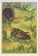 SWITZERLAND - NESTLE 'S PICTURE STAMP / CARD / LABEL - GRASSHOPPERS AND CRICKETS - Publicitaires