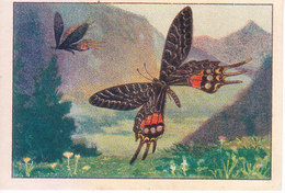 SWITZERLAND - NESTLE 'S PICTURE STAMP / CARD / LABEL - CURIOUS INSECTS - Publicitaires
