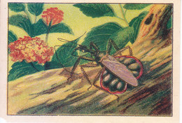 SWITZERLAND - NESTLE 'S PICTURE STAMP / CARD / LABEL - CURIOUS INSECTS - Publicitaires