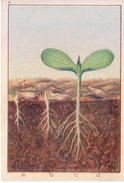 SWITZERLAND - NESTLE 'S PICTURE STAMP / CARD / LABEL - HOW LEAVES SPROUT - Publicitaires