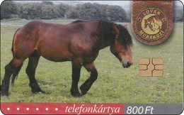 Verry Nice  Ungarn  Phonecard  Animal  Pferd Horse Cheval - Horses