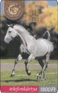 Verry Nice  Ungarn  Phonecard  Animal  Pferd Horse Cheval - Horses