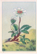 SWITZERLAND - NESTLE 'S PICTURE STAMP / CARD / LABEL - ALPINE PLANTS - Publicitaires