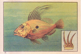 SWITZERLAND - NESTLE 'S PICTURE STAMP / CARD / LABEL - WONDERS OF THE WORLD - SEA FISH - Publicitaires