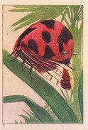 SWITZERLAND - NESTLE 'S PICTURE STAMP / CARD / LABEL - WONDERS OF THE WORLD - INSECT - Publicitaires