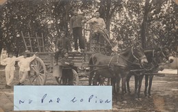 Bel Attelage De Mulets    ( Carte-photo ) - A Identificar