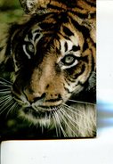 (910) Tiger WWF - Tiger